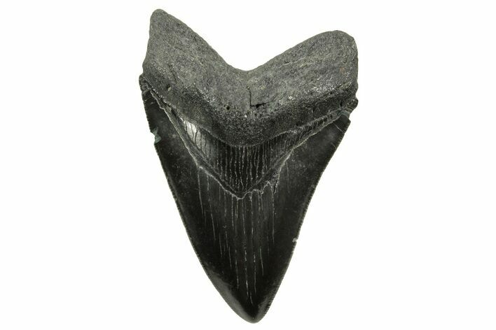 Serrated, Fossil Megalodon Tooth - South Carolina #375846